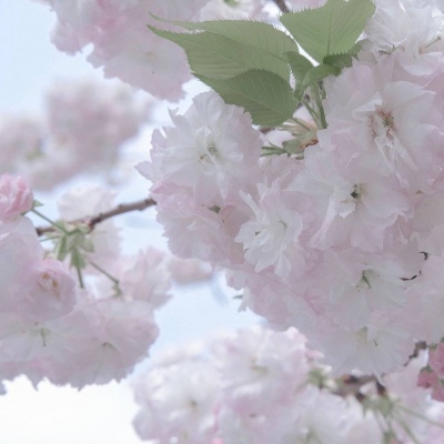 师宗福瑞交流群